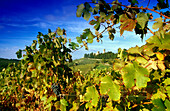 Vines with grapes in the sunlight, Chianti region, Tuscany, Italy, Europe