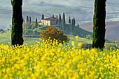 Blick über gelbe Blumen auf ein Landhaus, Val d'Orcia, Toskana, Italien, Europa