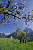 Apple blossom, San Valentino, view to Monte Sciliar, Dolomite Alps, South Tyrol, Italy