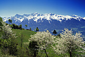 Kirschblüte, Blick zur Ortlergruppe, Ortler Alps, Dolomiten, Südtirol, Italien