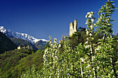 Apple blossom with castle ruins in the background, Val di Martello, Val Venosta, Dolomite Alps, South Tyrol, Italy