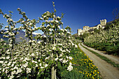 Apple blossom, Castello Coira, Churburg castle in the background, near Sluderno, Val Venosta, Dolomite Alps, South Tyrol, Italy