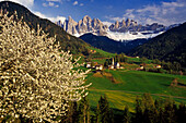 Cherry blossom, Santa Maddalena, view to Le Odle, Val di Funes, Dolomite Alps, South Tyrol, Italy