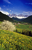 Kirschblüte, St. Magdalena, Geisler Spitzen, Villnößtal, Dolomiten, Südtirol, Italien