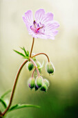 Geranium Flower and Buds. Geranium tuberosum. April 2007, Maryland, USA