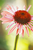 Pink Coneflower. Echinacea purpurea. June 2007, Maryland, USA