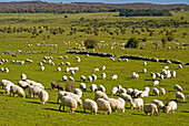Sheep herd. Sierra de Urbasa, Navarre. Spain.