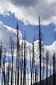 Burned trees after a forest fire in Kootenay National Park, British Columbia, Canada.
