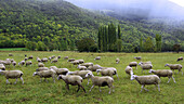 Flock. Vall de Boí. Catalonia. Spain