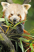 Portrait of red panda (Ailurus fulgens) feeding on bamboo leaves, captive, red list of endangered species