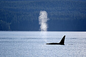 Male killer whale, Orca  (Orcinus orca) surfacing in the Johnstone Strait, Vancouver Island, British Columbia, Canada