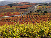 Vineyard, Logroño, La Rioja. Spain
