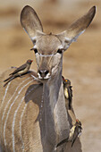 Kudu (Tragelaphus strepsiceros) with Oxpecker