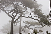 Pine trees in the morning mist