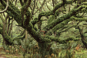 Oak trees and Resurrection fern (Polypedium polypodiodes)