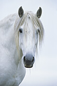 Portrait of Camargue horse