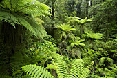 tree ferns and forest interior, Fiordlands National Park, New Zealand