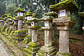 Stone lantern covere with moss at the Kasuga shrine