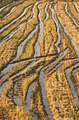Rice field in autumn. Valencia. Spain.
