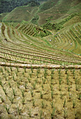 Rice terraces. Longsheng, China