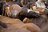 Fiesta de la Rapa das Bestas in Sabucedo, Pontevedra province. Galicia. Spain.