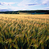 Corn. Delsbo. Hälsingland. Sweden