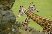 Giraffe, Parque de la Naturaleza de Cabarceno. Cantabria. Spain