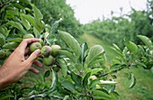 Apple thinning in orchard