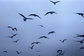 Seagulls against the sky.