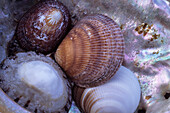 Close up of assorted sea shells, Bay of Fires Walk, Tasmania, Australia