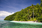 Palmeninsel von Palau, Mikronesien, Palau