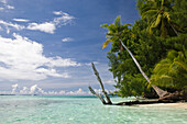 Palm-lined Beach at Palau, Micronesia, Palau