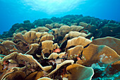 Platten-Salatkorallen, Turbinaria mesenterina, Ulong Channel Mikronesien, Palau