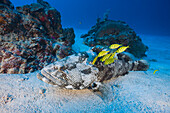 Malabar Grouper and Pilotfishes, Epinephelus malabaricus, Gnathanodon speciosus, Ulong Channel, Micronesia, Palau