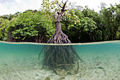 Risong Bay Mangroves, Risong Bay, Micronesia, Palau