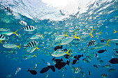 Bunter Fischschwarm, Mikronesien, Palau