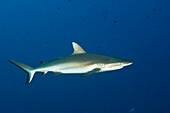 Grauer Riffhai, Carcharhinus amblyrhynchos, Blue Corner Mikronesien, Palau