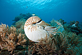 Nautilus Perlboot, Nautilus belauensis, Mikronesien, Palau
