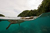 Salzwasser-Krokodil, Crocodylus porosus, Mikronesien, Palau
