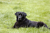 Schwarzer Labrador sitzt im Grass
