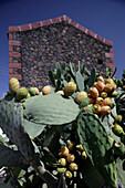 Kaktus vor einem traditionelles Haus, El Hierro, Kanarische Inseln, Spanien