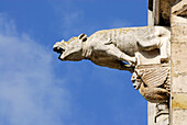 Gargoyle on Regensburg cathedral, Regensburg, Upper Palatinate, Bavaria, Germany