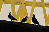 Three doves in front of a half-timbered house, Bamberg, Upper Franconia, Bavaria, Germany
