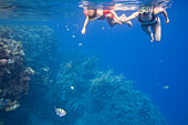 Child, girl, 5, with inflatable armbands and her mother snorkeling in the sea at the Lamaya Resort coral reef, Coraya, Marsa Alam, Red Sea, Egypt