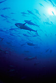 Mediterranean Sea Spain Northern bluefin tuna Thunnus thynnus