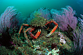 Eastern Atlantic Galicia Spain Great spider crab Maja squinado