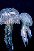 Eastern Atlantic Galicia Spain Pink jellyfish Pelagia nocticula