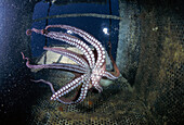 Eastern Atlantic Galicia Spain Sea farm of Octopus Octopus vulgaris
