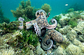 Eastern Atlantic Galicia Spain Mating of Octopus Octopus vulgaris
