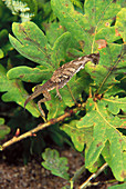 Freshwater Rivers Galicia Spain Viperine snake Natrix naura devouring to Tadpole of frog